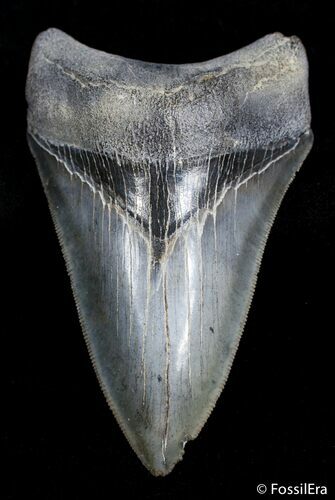 Inch Megalodon From SC - Top Quality #2773